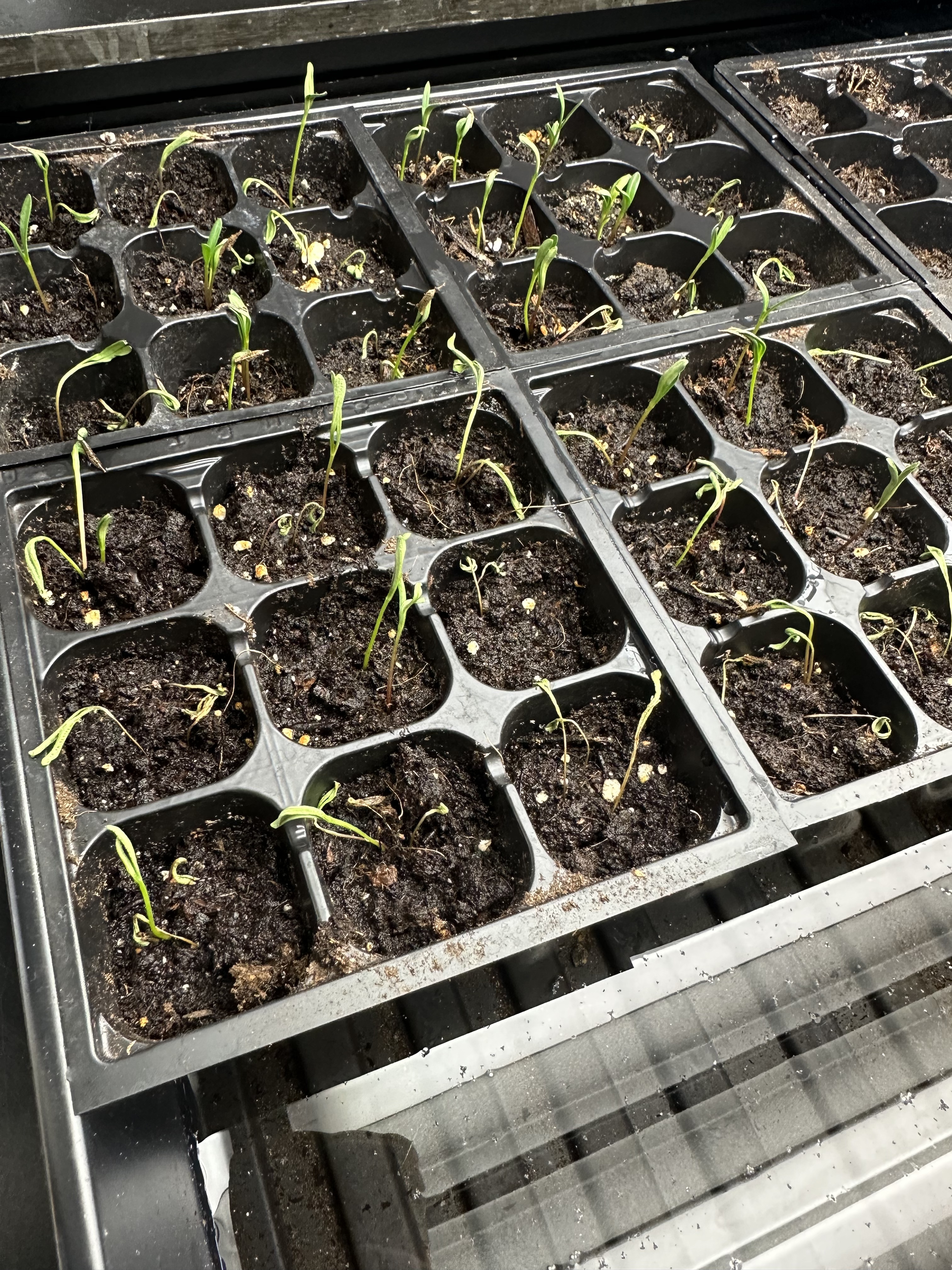 C1859FCC-7C70-4A32-8053-5523B698AAE8 - Esme Aalberts