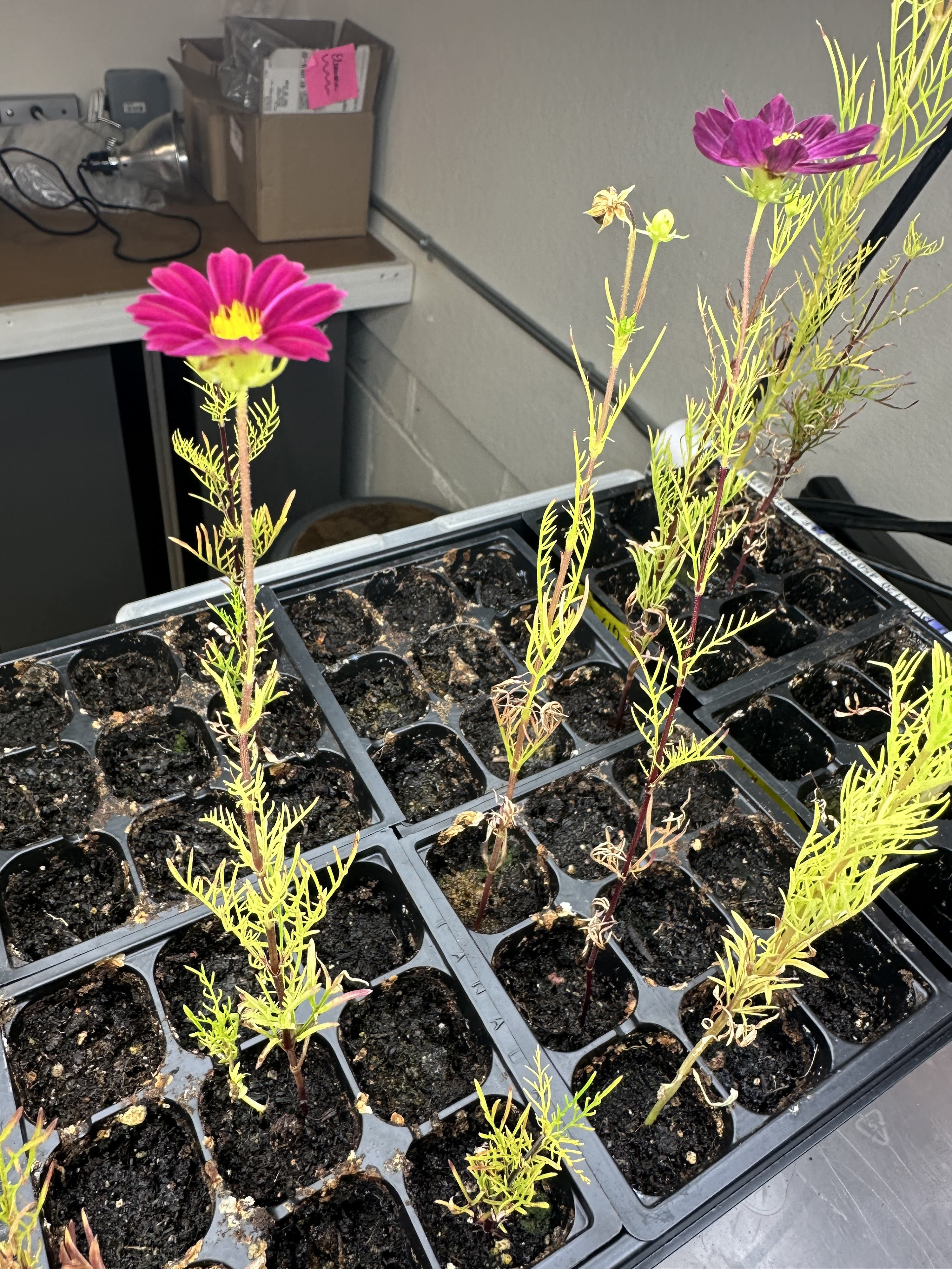 C1859FCC-7C70-4A32-8053-5523B698AAE8 - Esme Aalberts